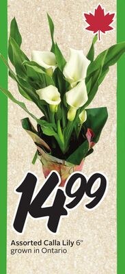 Assorted Calla Lily