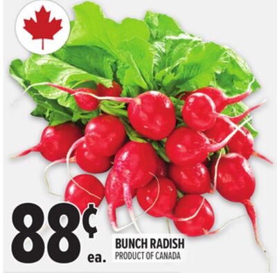 BUNCH RADISH