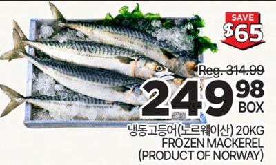 FROZEN MACKEREL