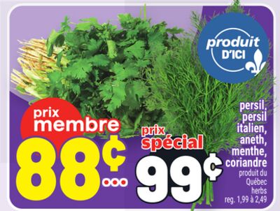 PERSIL, PERSIL ITALIEN, ANETH, MENTHE, CORIANDRE | HERBS