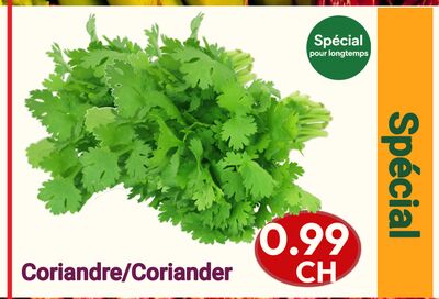 Coriander | Coriandre