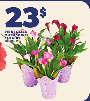 LYS DE CALLA | CALLA LILY