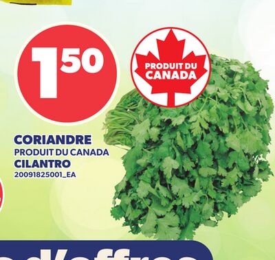 CORIANDRE | CILANTRO