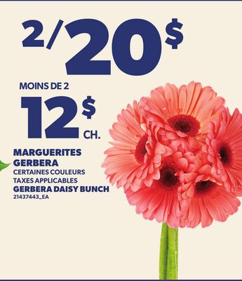 MARGUERITES GERBERA | GERBERA DAISY BUNCH
