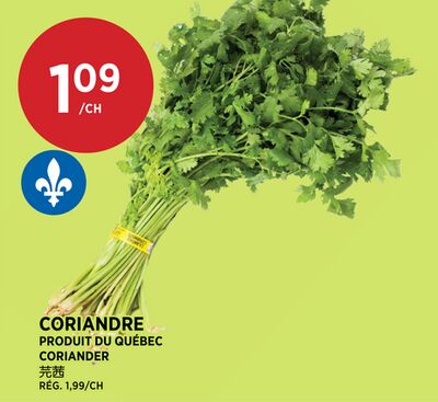 CORIANDRE