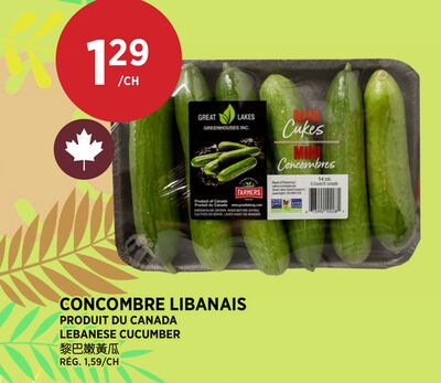 CONCOMBRE LIBANAIS
