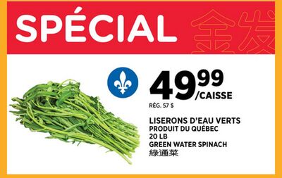 LISERONS D'EAU VERTS
