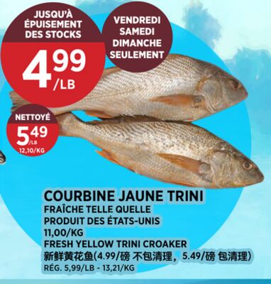 COURBINE JAUNE TRINI
