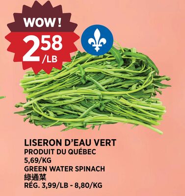 LISERON D'EAU VERT