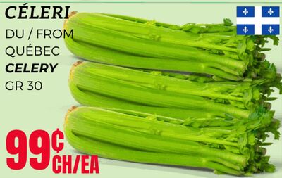 CELERY