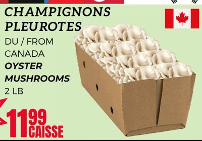 CHAMPIGNONS PLEUROTES