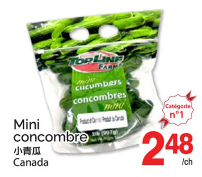 MINI CONCOMBRE