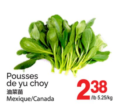 POUSSES DE YU CHOY