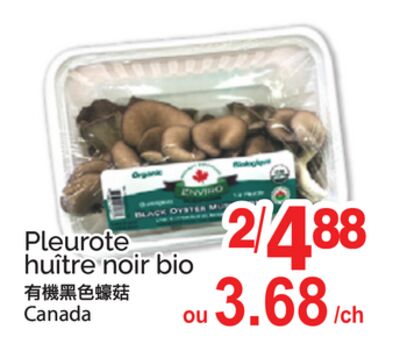 PLEUROTE HUÎTRE NOIR BIO