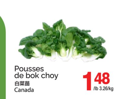POUSSES DE BOK CHOY