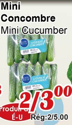Mini Concombre