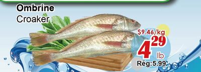 Ombrine Croaker