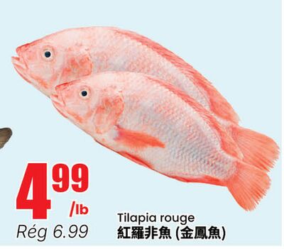 Tilapia rouge