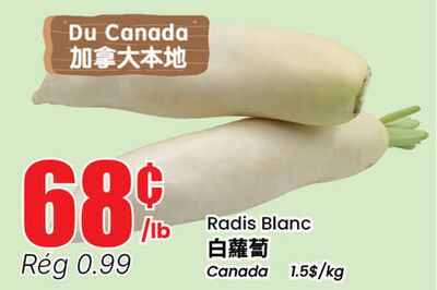 Radis Blanc