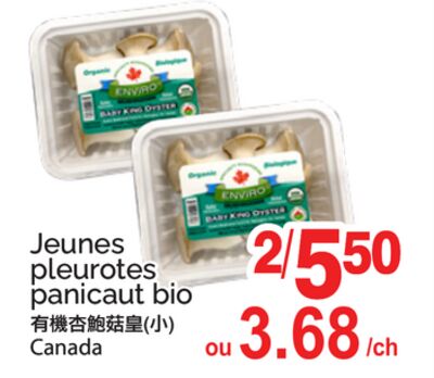 JEUNES PLEUROTES PANICAUT BIO