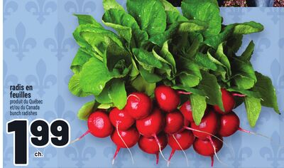 RADIS EN FEUILLES | BUNCH RADISHES