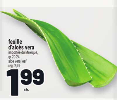 FEUILLE D'ALOÈS VERA | ALOE VERA LEAF
