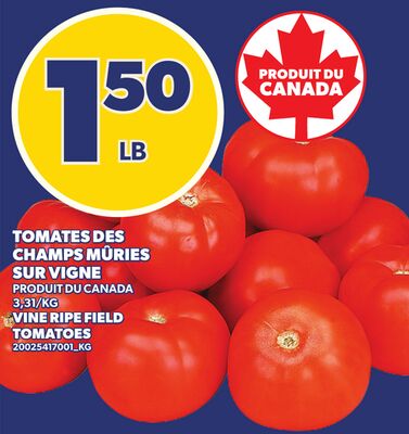 TOMATES DES CHAMPS MÛRIES SUR VIGNE | VINE RIPE FIELD TOMATOES