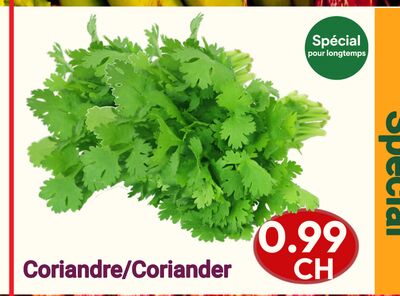Coriandre | Coriander