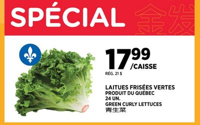 LAITUES FRISÉES VERTES