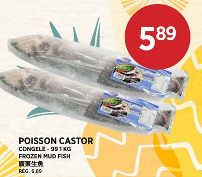 POISSON CASTOR