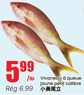 Vivaneau à queue jaune petit calibre