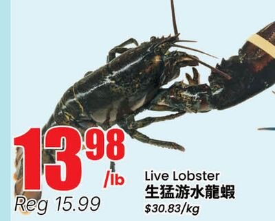 Live Lobster