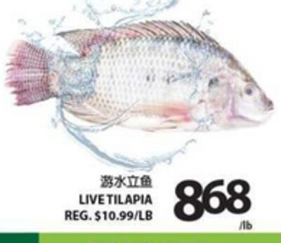 LIVE TILAPIA