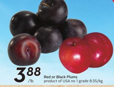 Red or Black Plums