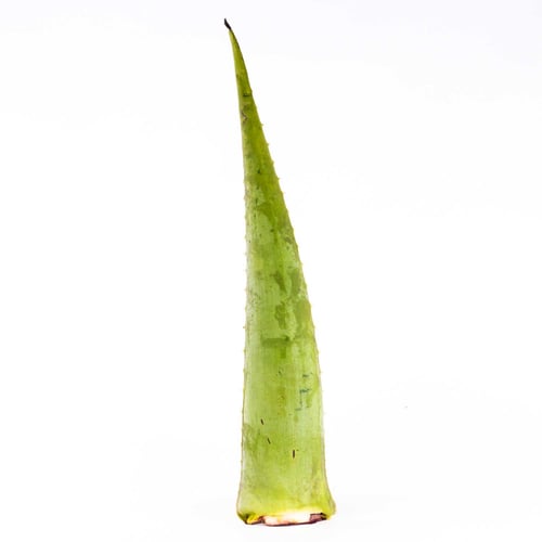 Aloès