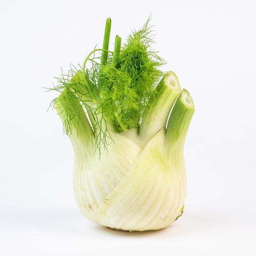 Fenouil