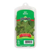Menthe fraîche