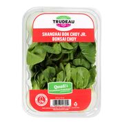 Mini bok choy