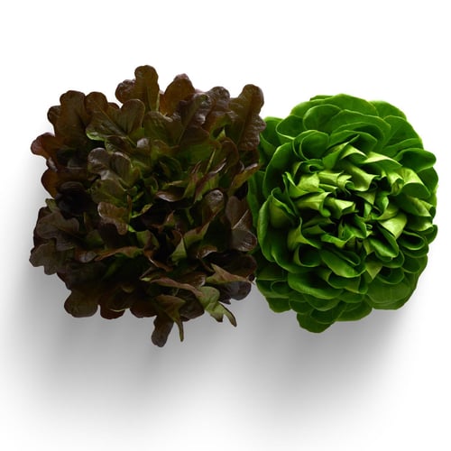 Fleur de Mirabel x2