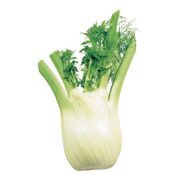 Fenouil