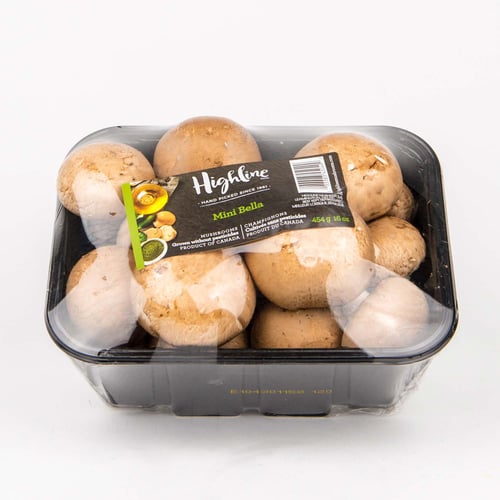 Champignons café mini Bella 16 oz