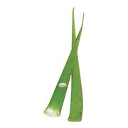 Feuille d'aloès