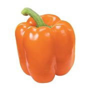 Poivron orange de serre