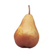 Poire Bosc