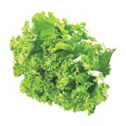 Laitue frisée verte