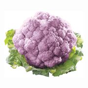 Chou-fleur mauve