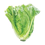 Laitue romaine