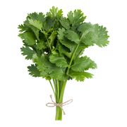 Coriandre