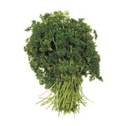 Persil frisé