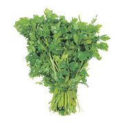 Persil italien frais